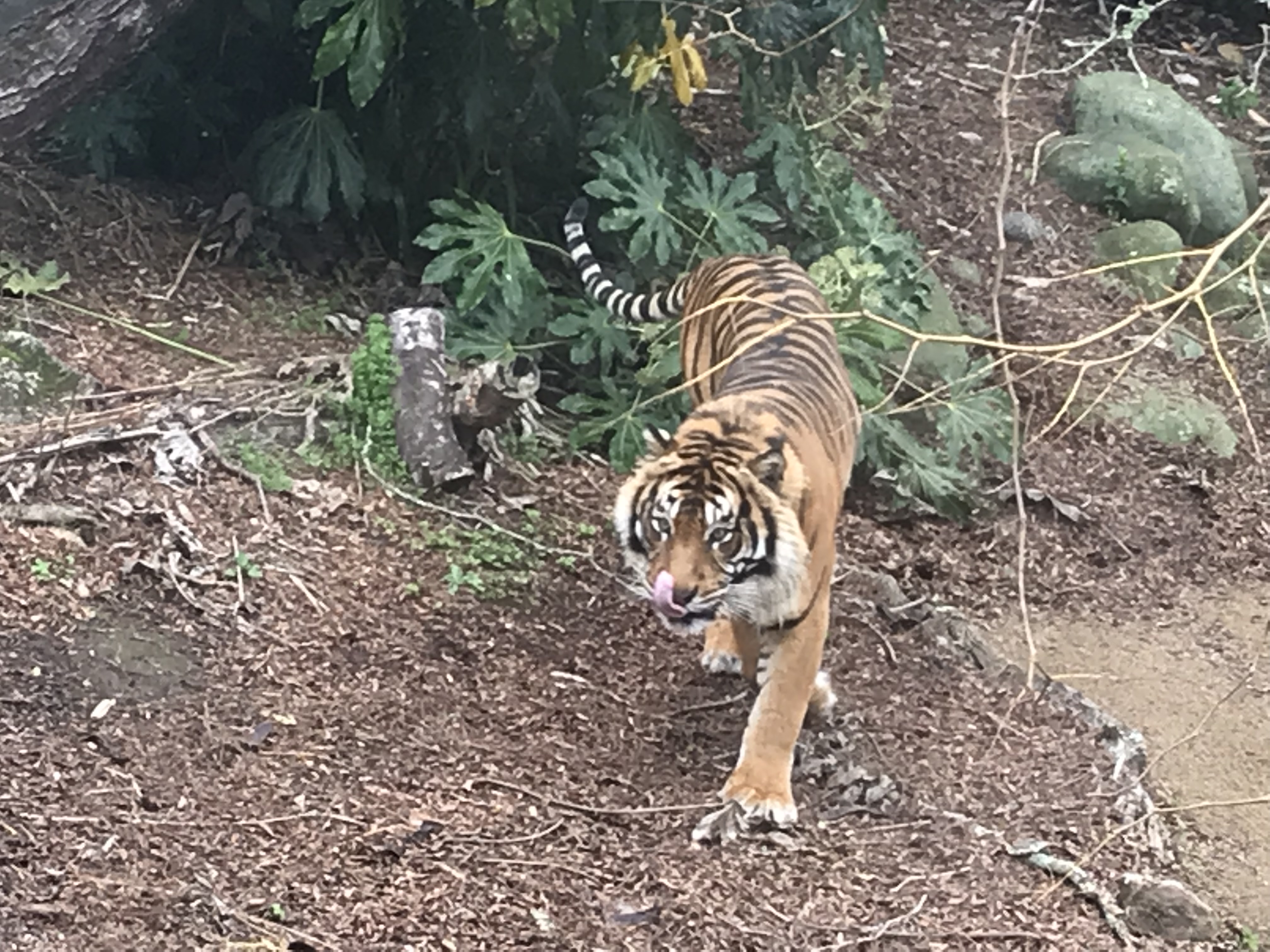 Zoo Safety Consultation