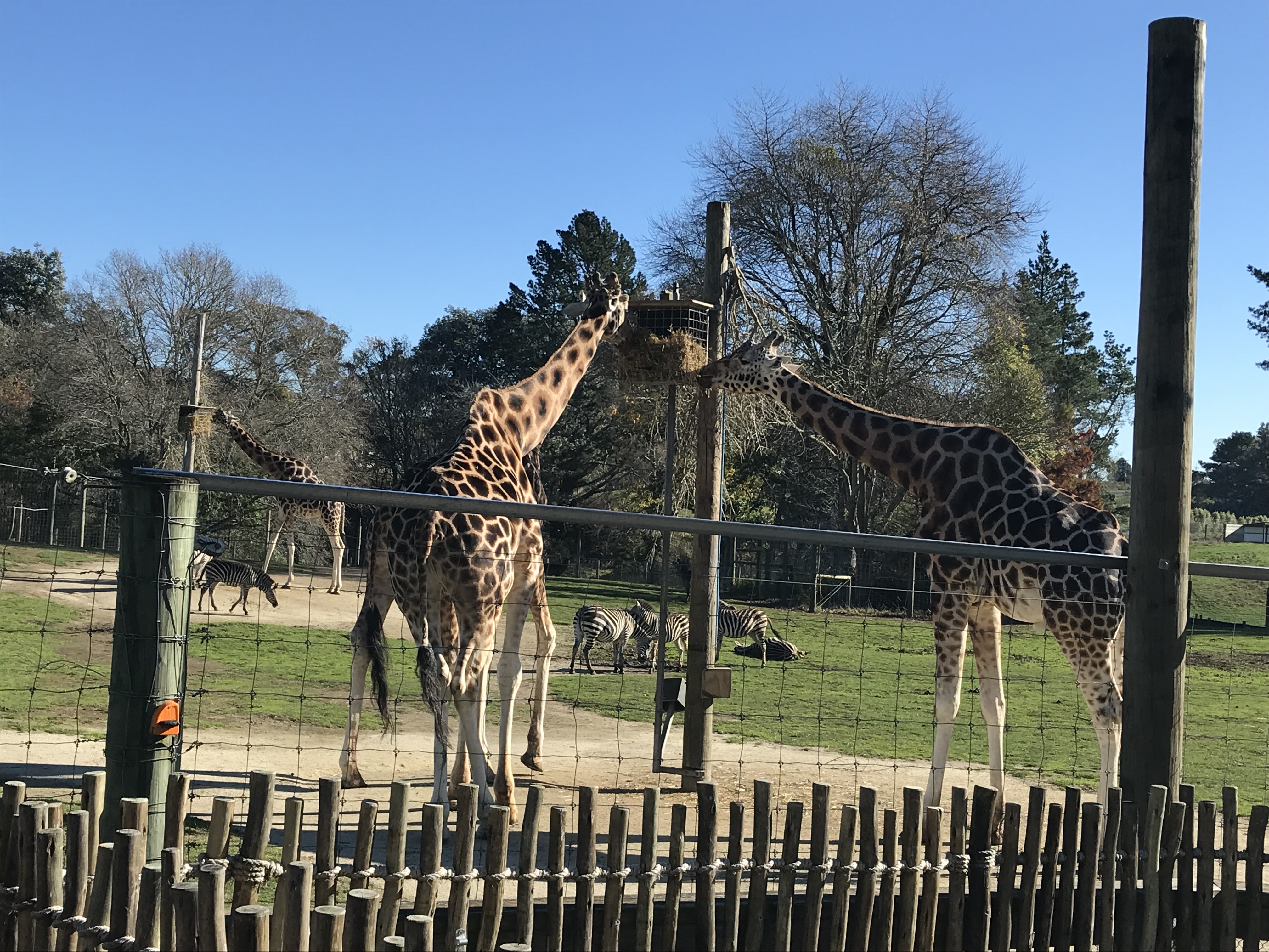 Zoo Research Project