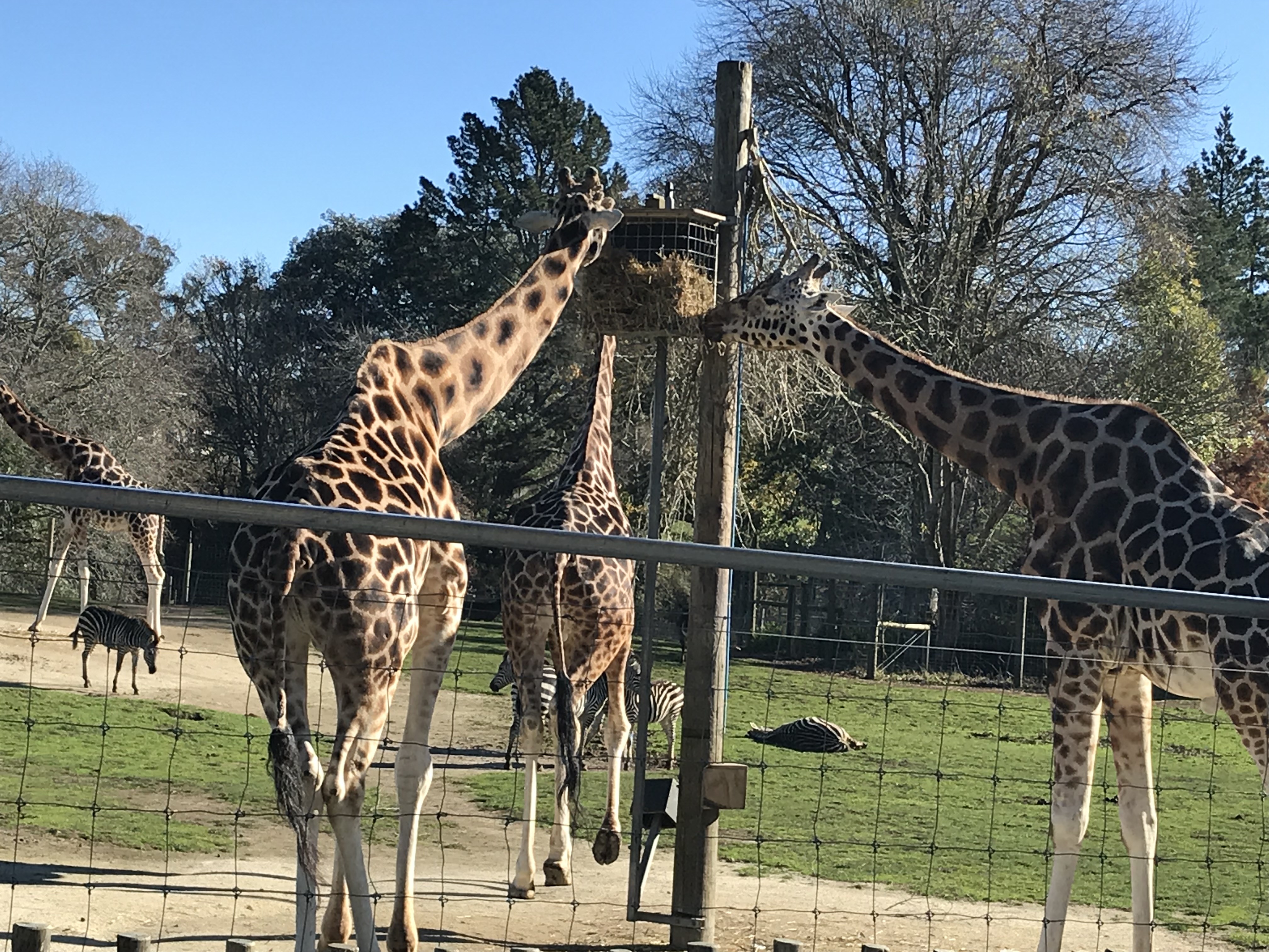 Zoo Safety Inspection