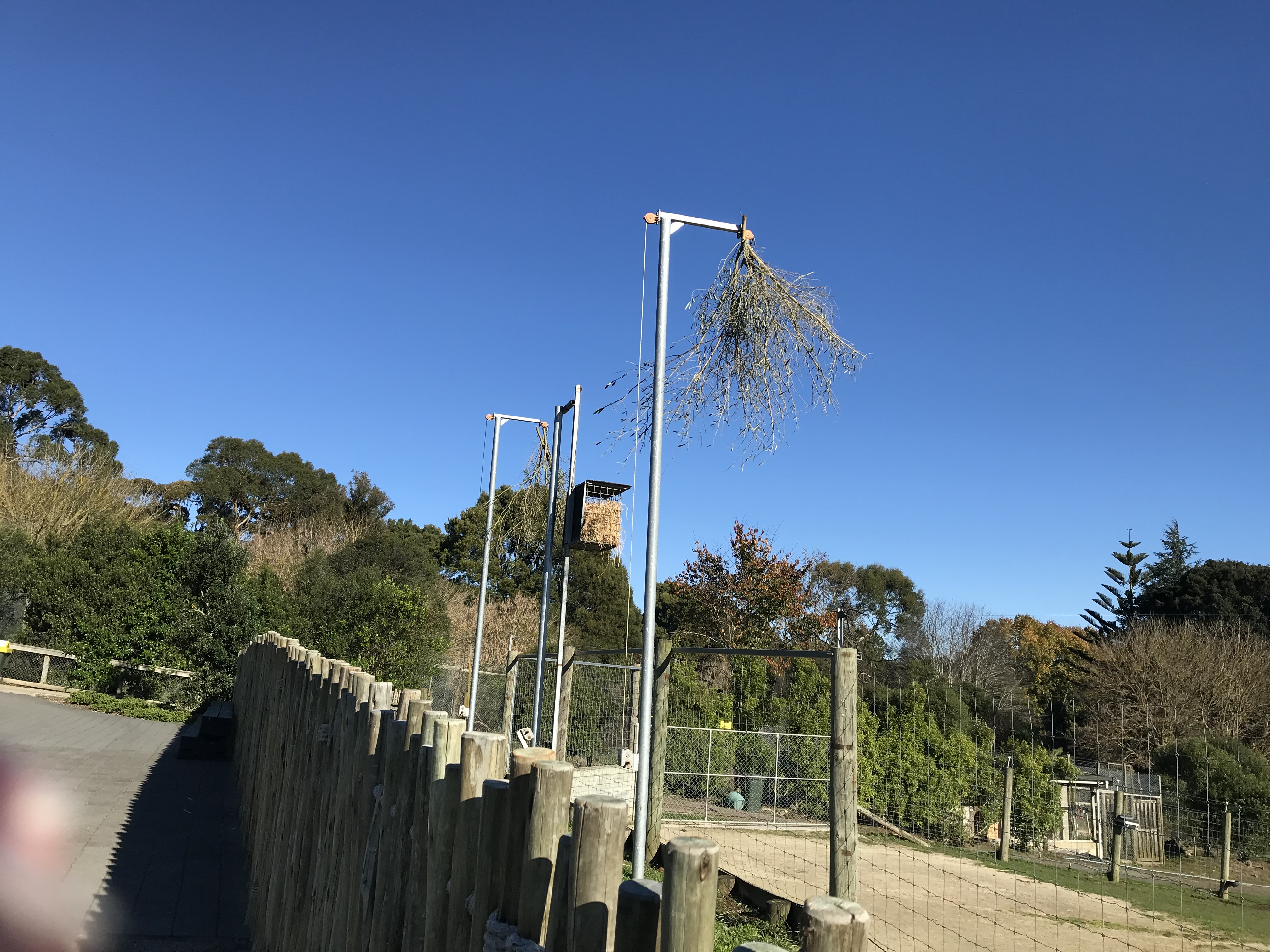 Zoo Consultation Work