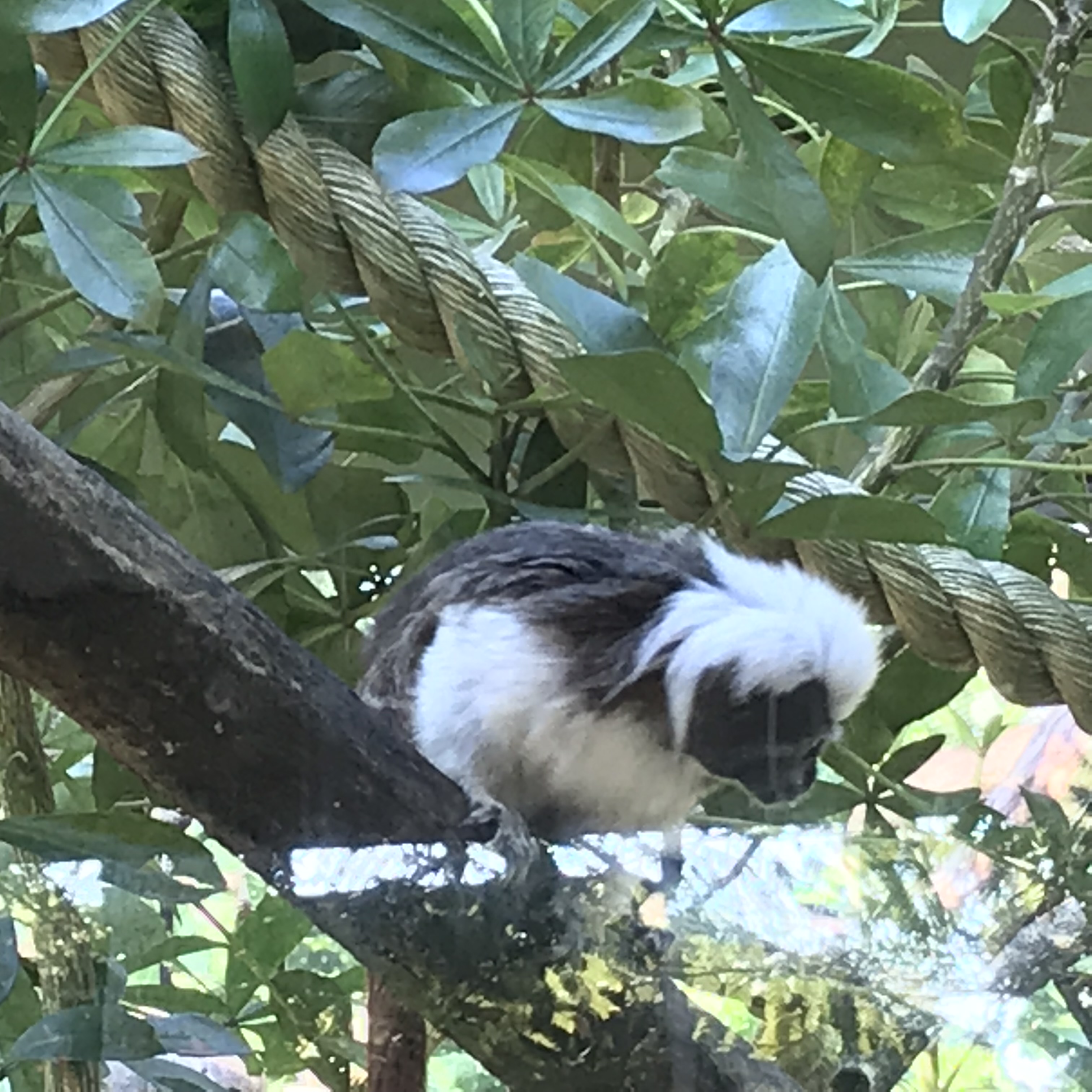 Zoo Safety Project